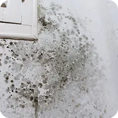 壁にカビが生えている